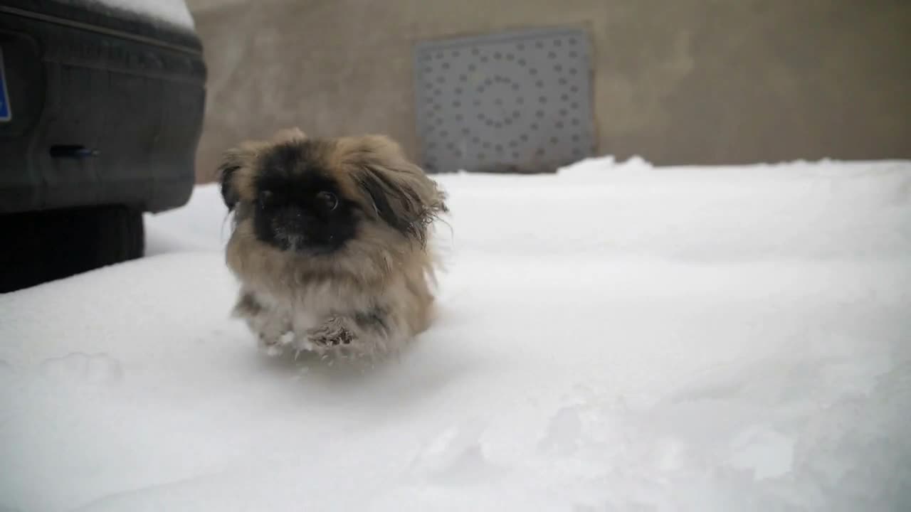 Pekingese dog jumping on a snowy pavement in Montpellier France