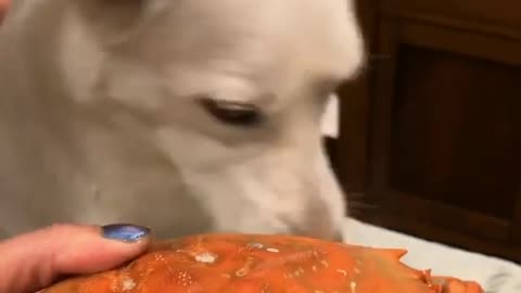 Funny poor dog.