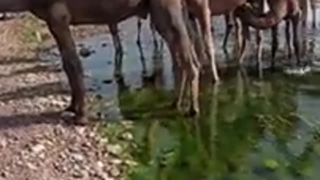 Camel Feeding Milk To Baby # Camel # Baby # Animals # Pet # Shorts