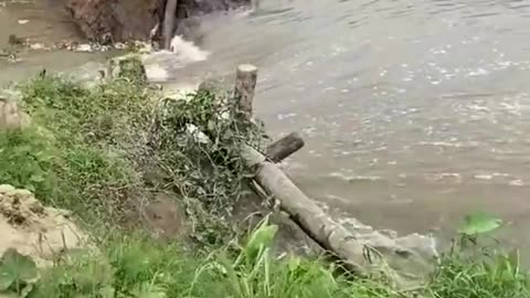 This is a beautiful and charming water-dwelling species