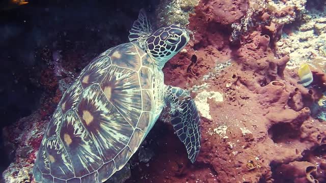 Big turtle in the ocean (sea)