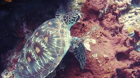 Big turtle in the ocean (sea)