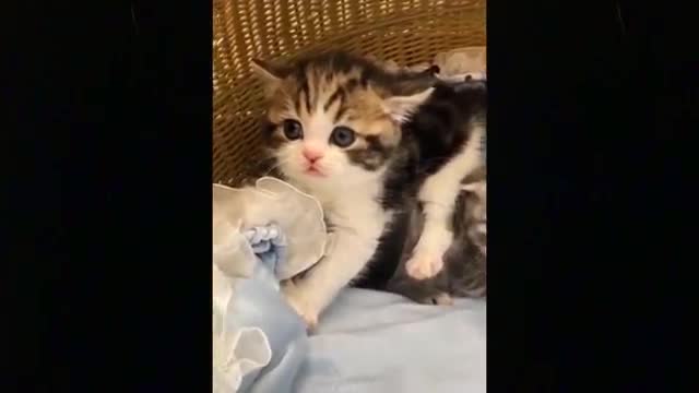 Funny Pets: laughter lowers your blood pressure.