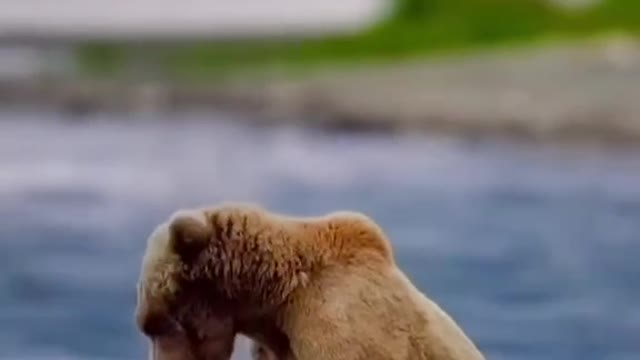 Two cubs play