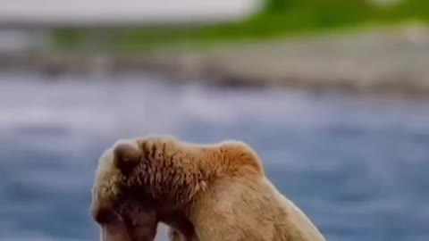 Two cubs play