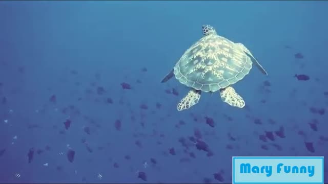 Animals Video - Best Animals compilation 2021 - Forest Animals Video - Wild Animals 7-(480p).mp4