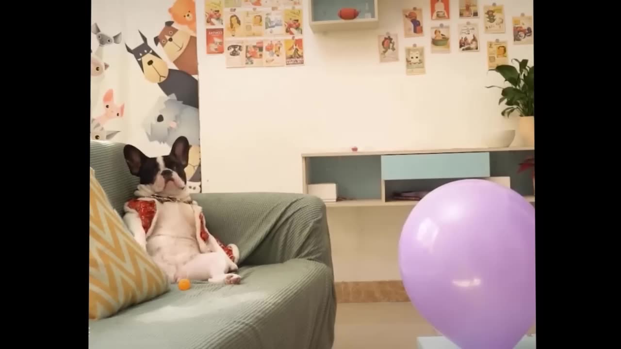 FUNNY CATS AND DOGS VIDEOS.