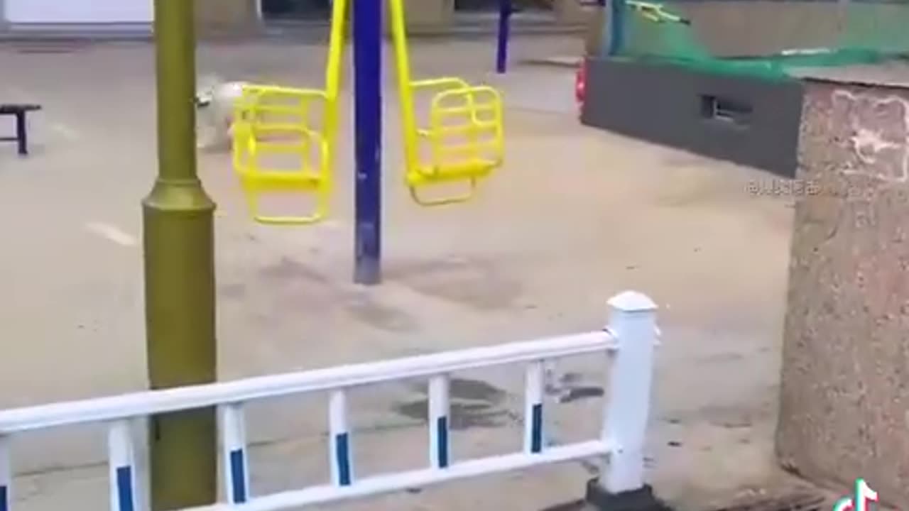 Funny Animal