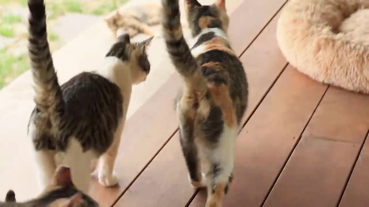 Mother Cat Calls For Help At The Door