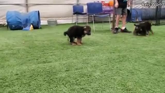 German Shepherd puppies 8 weeks and dad play 2022