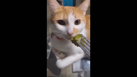 My cat loves broccoli lol