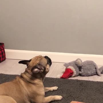 Frenchie sings along to bagpipes