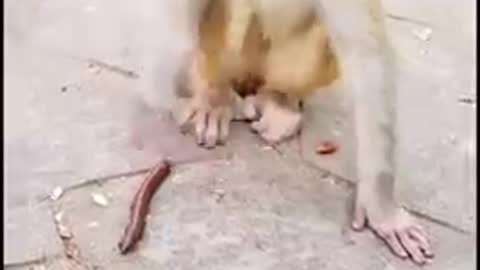 Cute-monkey funny video clip | Dear Animal #Shorts