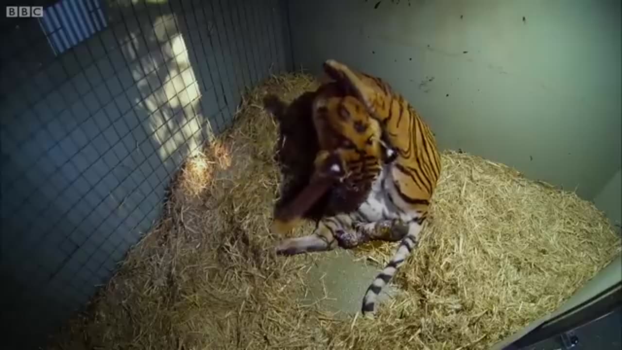 Birth Of Twins Tiger Cubs