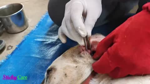 Removing All Ticks From Dog - Dog Ticks Removing Clip - Ticks Removal