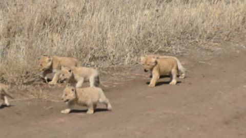 ADORABLE! SIX LION CUBS enjoy their first outdoor adventure