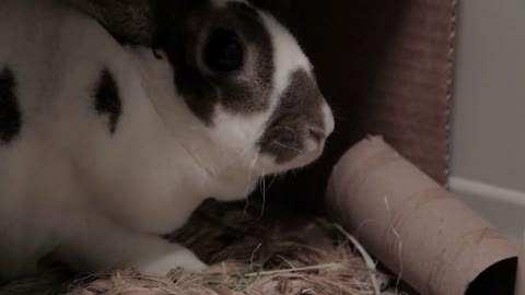 Rabbit Sniffing Shelter