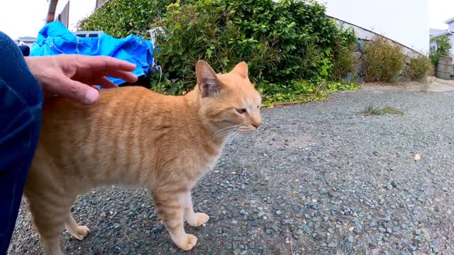 Stray Cat Becomes My NEW Best Friend