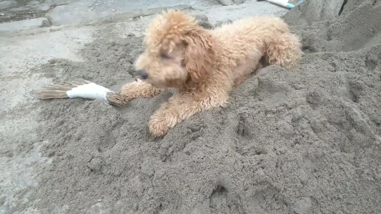 cute puppy digging in the sand
