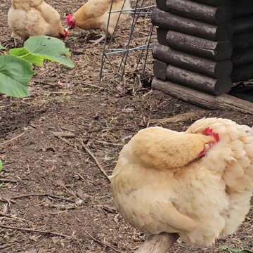 OMC! Perched Preening & Pecking! All in one video!