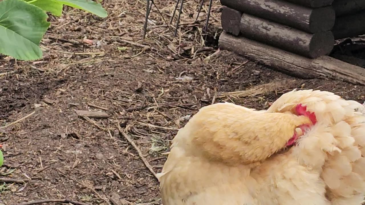 OMC! Perched Preening & Pecking! All in one video!