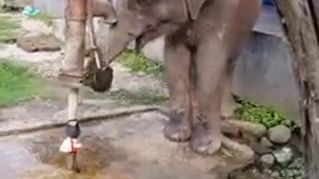 Cute Adorable baby Elephant drinking water from hand pump