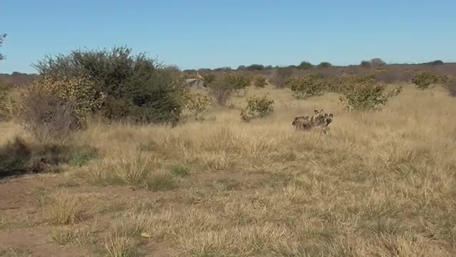 African Wild Dogs - Romance_Cut.mp4