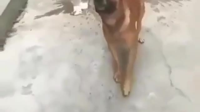 Mind over matter 🐕,tell me whether this dog is talented or not?