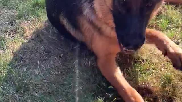 German Shepard goes absolutely crazy for garden hose