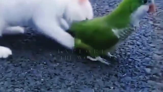 Parrot and cat playing video