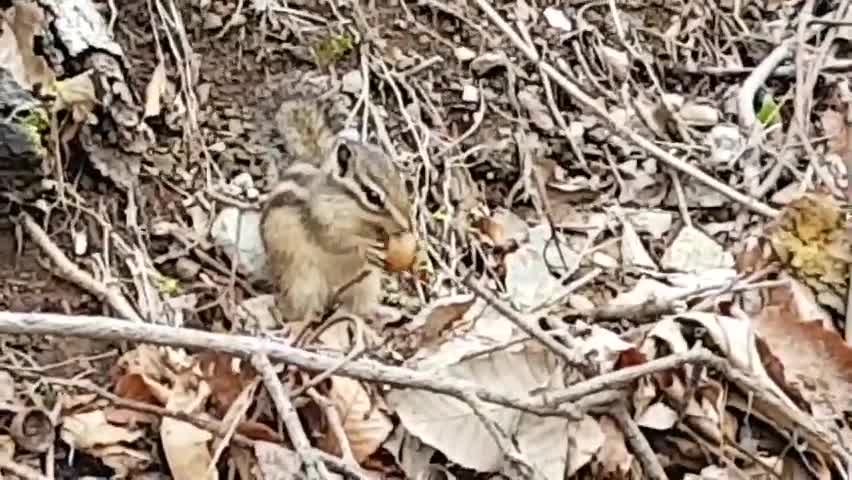 A squirrel chipmunk