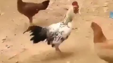 Battle between a rooster and a snake