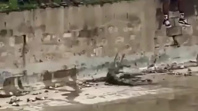 Wild Life Capturing a Enormous Crocodile