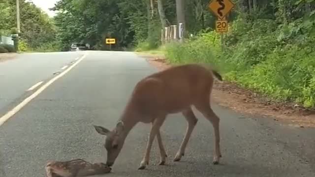 Deer helps its new fawn off the road 🥺