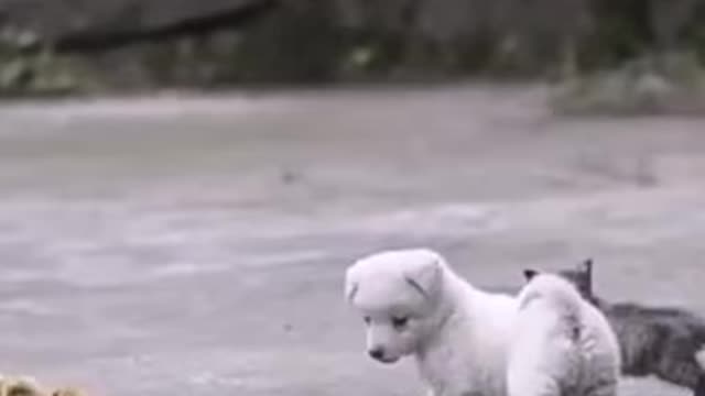 funny puppy,whatsapp status,webs