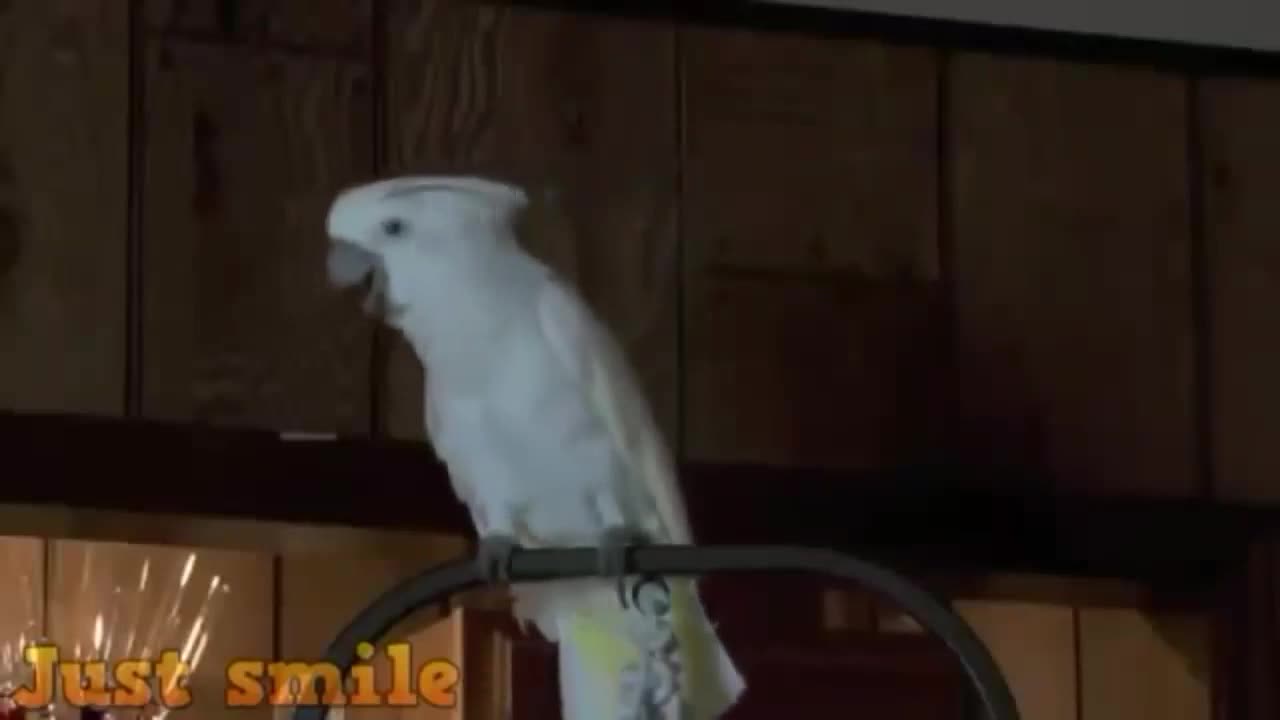 Smart parrot that imitates the laughter of its owner