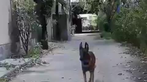 A smart Dog helps people and a sad ending