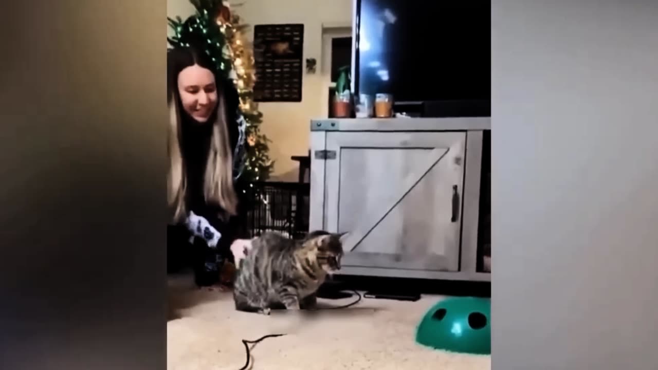 Cats Funny video 😂