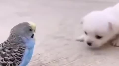 cute dog and bird