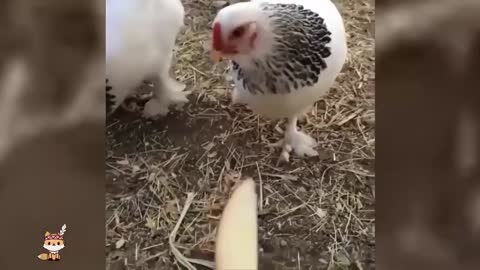 Funny Animals' World