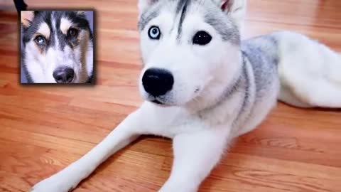 My Dog Has DEMON EYES! (The real story behind my husky’s eyes)