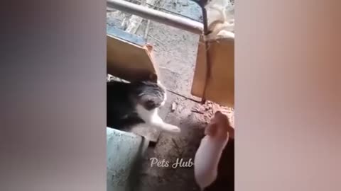 Funny pets comedy video🤪😜😝