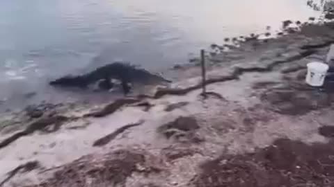 When the Alligator wants it more than you