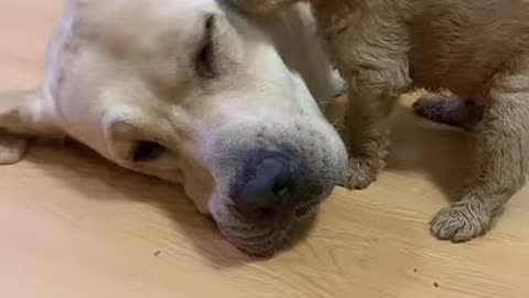 FUNNY CUTE puppy DOGS .. TRY NOT TO LAUGH...