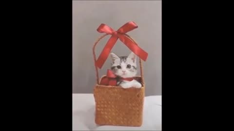 Funniest Cats And Dogs Video Collection 5