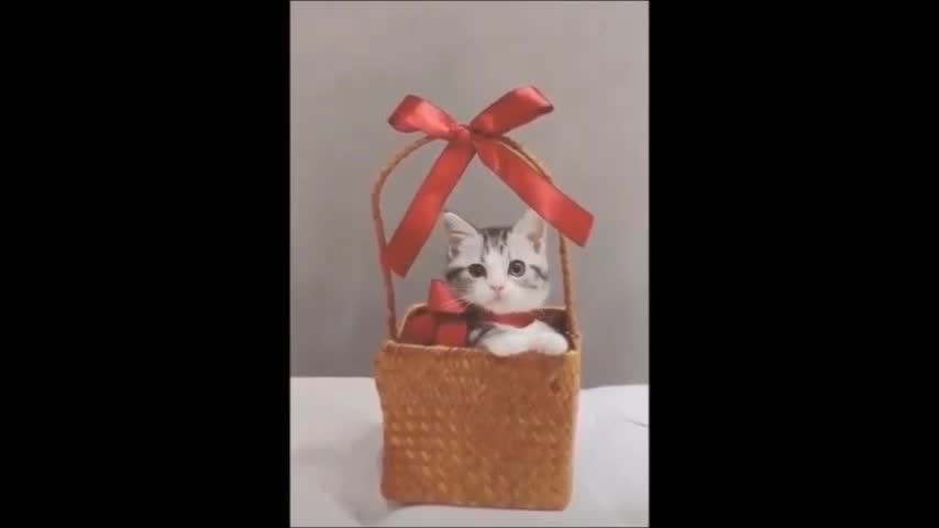 Funniest Cats And Dogs Video Collection 5