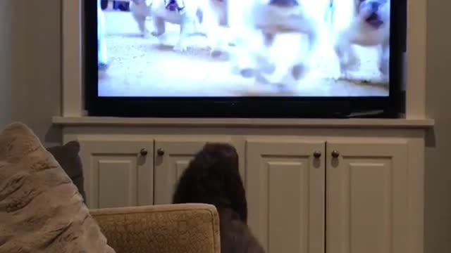 Brown curly haired dog barks at other dogs on tv