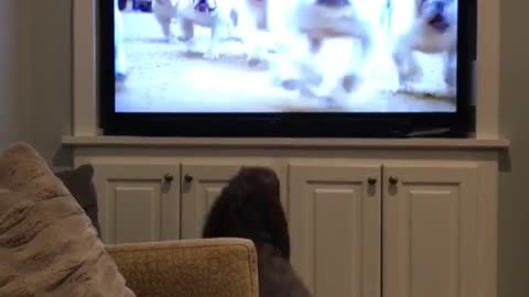 Brown curly haired dog barks at other dogs on tv