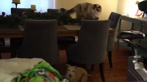 Dogs Meet Cat