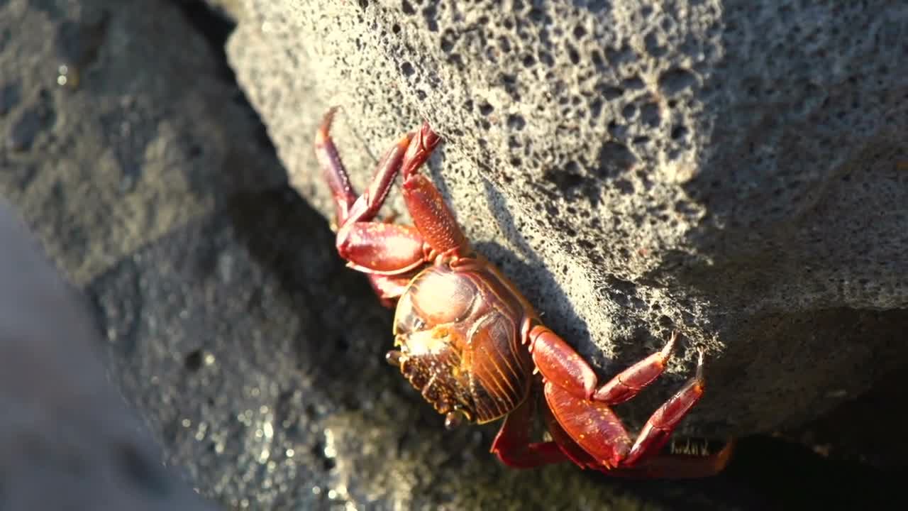 Red Rock Crabs at the rocks at the Galapagos Islands, Ecuador